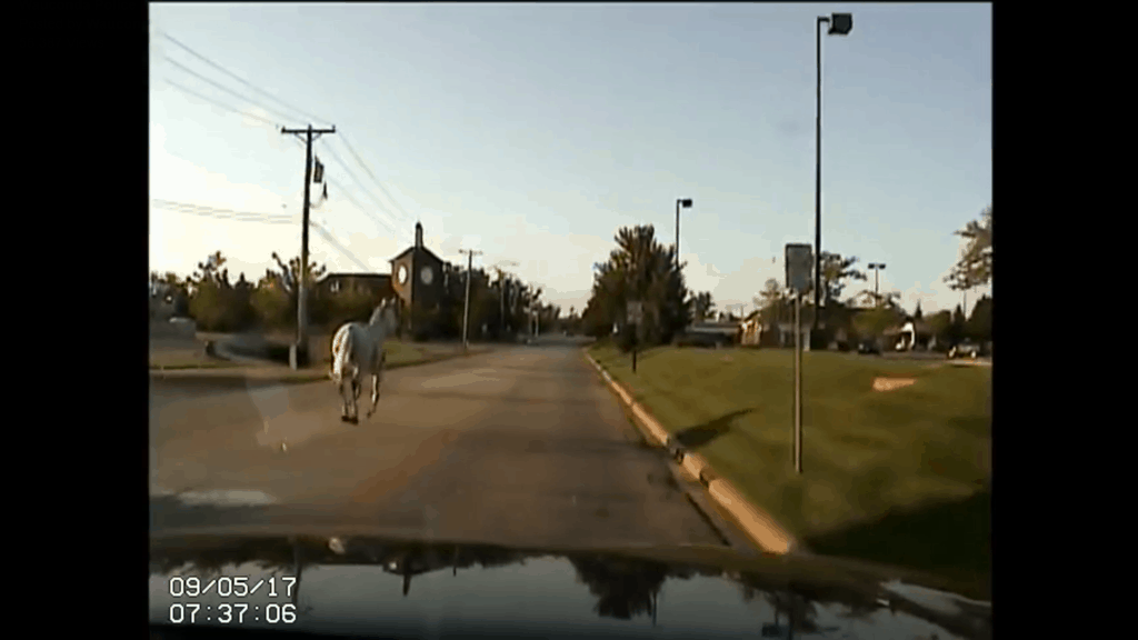 Screenshot of dashcam footage when police chased a horse that escaped in Wauconda.