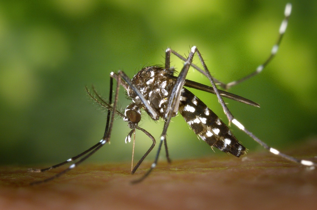 Lake County resident turns into first individual this yr in Illinois to die from West Nile virus