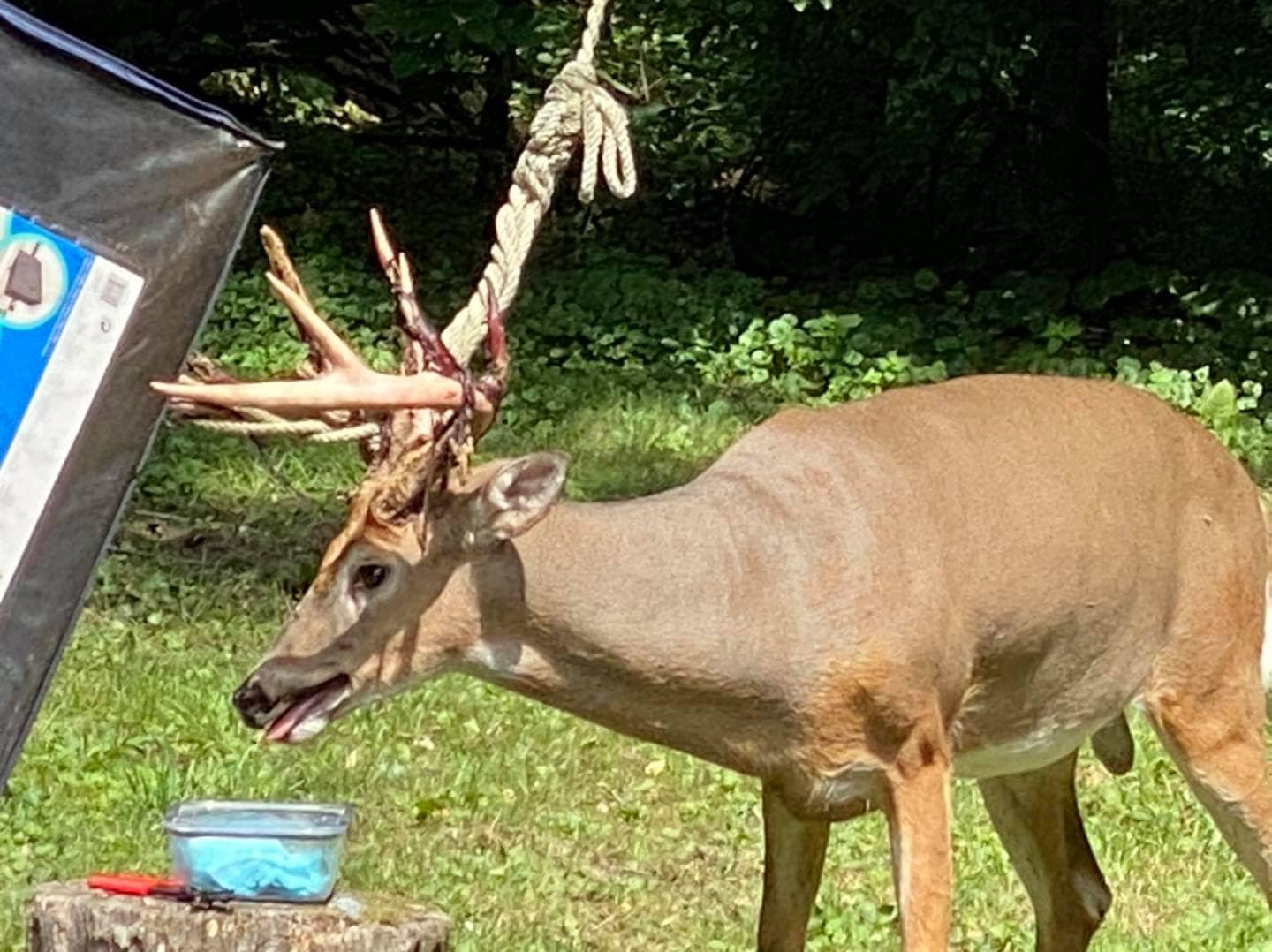 Sheriffs Deputies Animal Rescue Group Help Injured Deer Whose Antlers