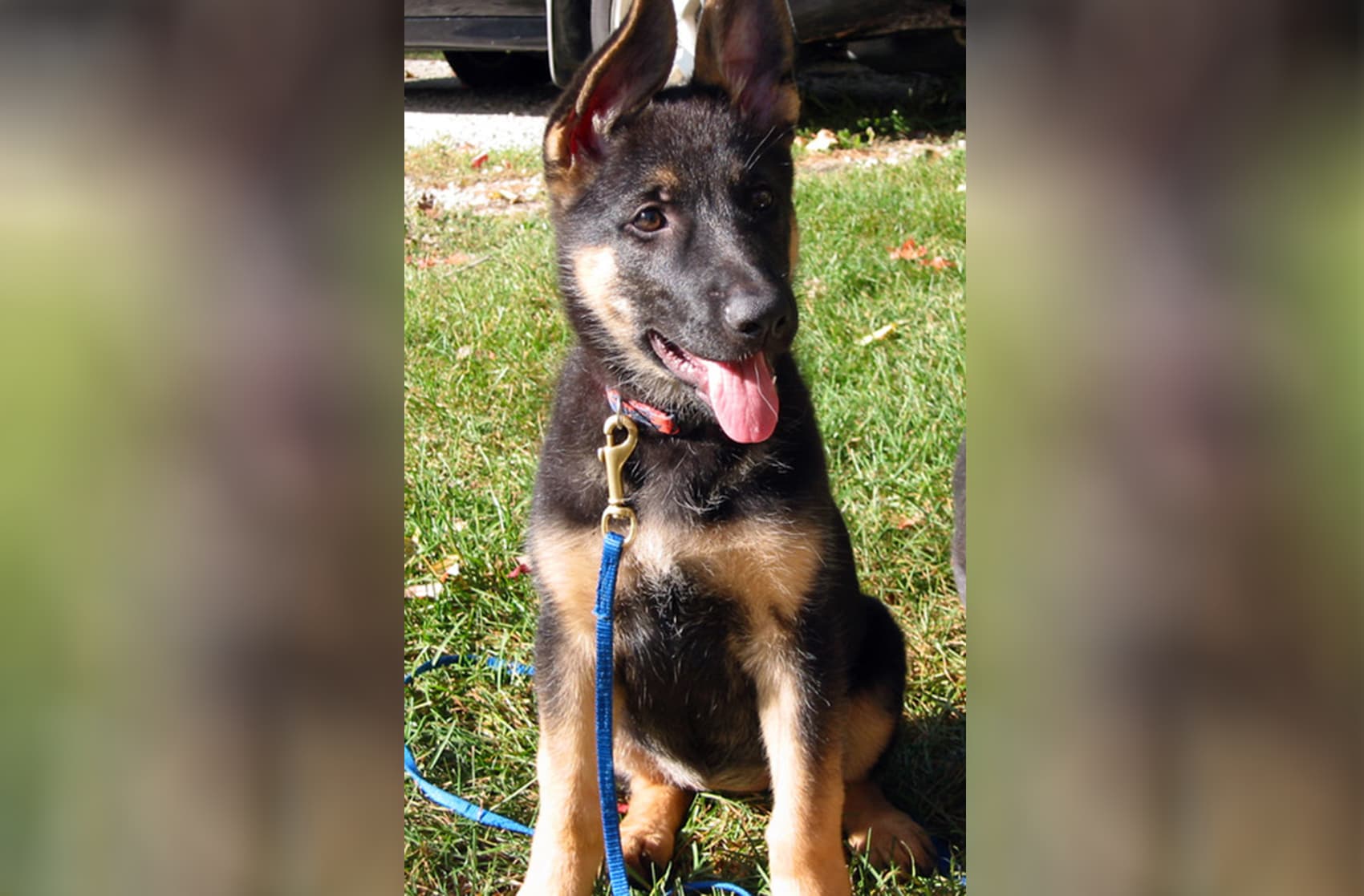 Gurnee Police Department adding 2 new canines to department; seek ...