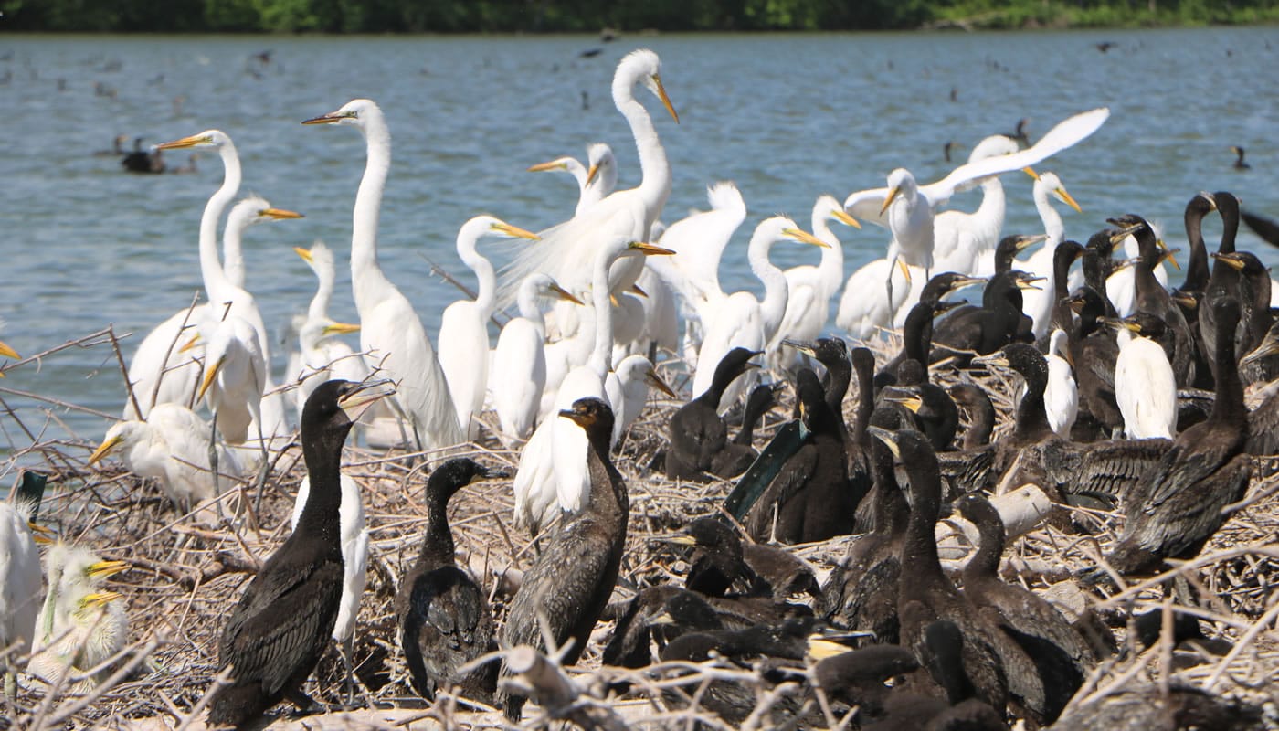 Plus de 200 oiseaux meurent dans la semaine suivant une épidémie de grippe dans la réserve forestière de Barrington