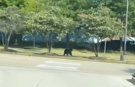 La policía reacciona después de que se vio a un oso corriendo cerca del centro comercial Gurnee Mills en Gurnee