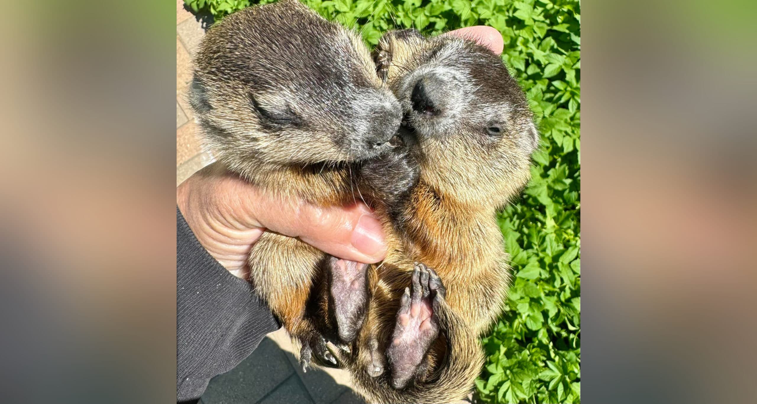 Police chief rescues baby groundhogs in Bull Valley and transports them to local wildlife rehab group